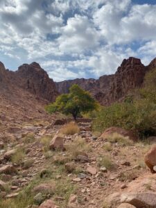a lone tree in the middle of a rocky area