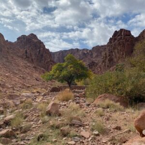 a lone tree in the middle of a rocky area